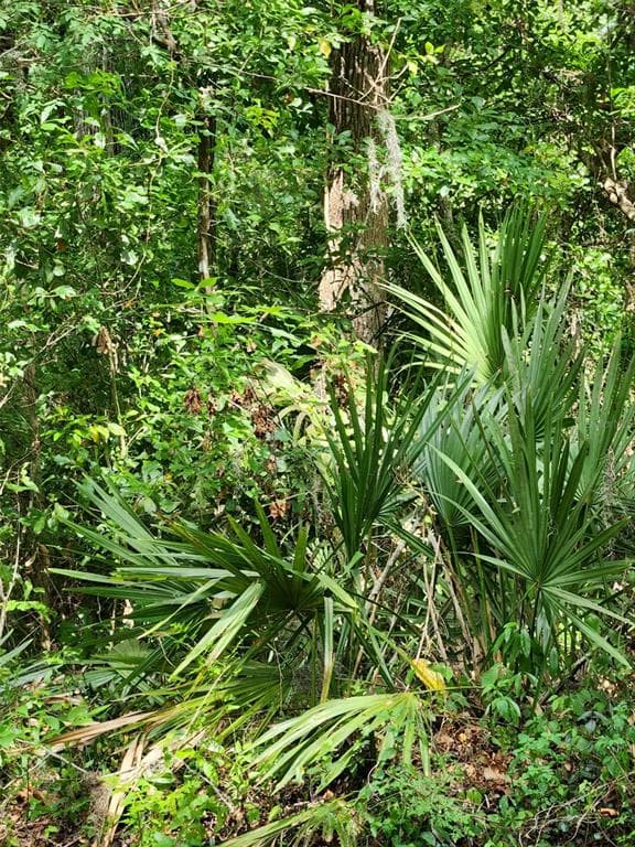 GRIFFIN ROAD BROOKSVILLE, FL 34601