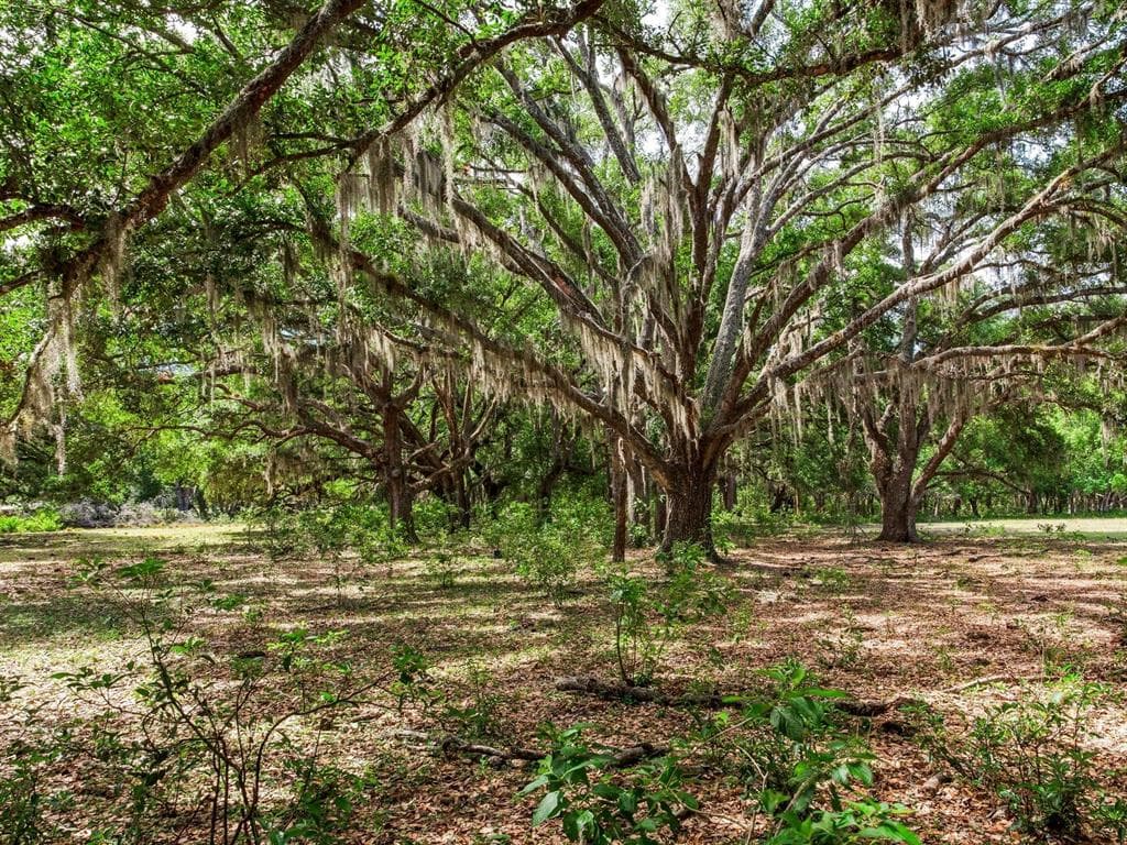 12005 KNIGHTS GRIFFIN ROAD THONOTOSASSA, FL 33592